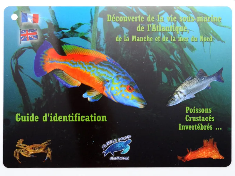 [TURT16] PLAQUETTES IMMERGEABLES OCEAN ATLANTIQUE